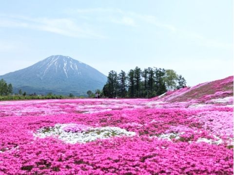 札幌発 ニセコ芝ざくら＋豊浦いちご豚肉まつりバスツアー 少し遅い俱知安の春と初夏のはじまりを味わう！＜6月1日限定／1名から催行／札幌駅発着＞