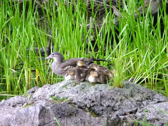 鳥_夏_オシドリ親子