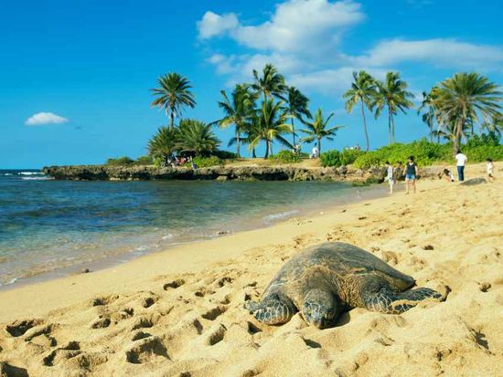 Hawaii_Oahu_Haleiwa Beach_shutterstock_372787573