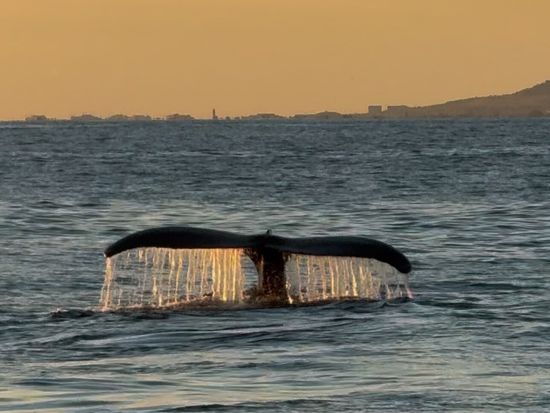 Whale Tail 2
