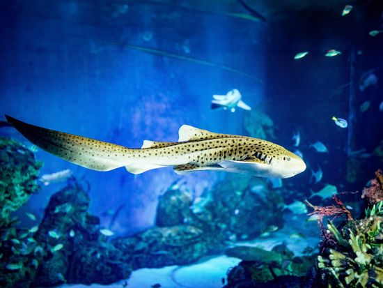 Zebra Shark