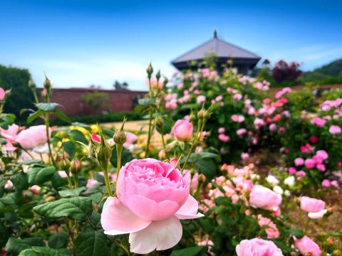 ゆにガーデン入園券｜北海道最大級32,000株のコキア絶景＆季節の花々を満喫！＜5～11月／由仁町＞