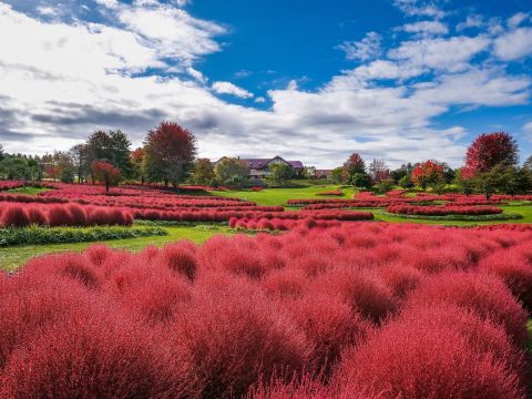 ゆにガーデン入園券｜北海道最大級32,000株のコキア絶景＆季節の花々を満喫！＜5～11月／由仁町＞