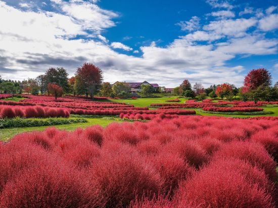 ゆにガーデン入園券｜北海道最大級32,000株のコキア絶景＆季節の花々を満喫！＜5～11月／由仁町＞