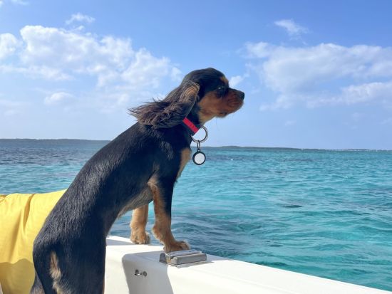 【貸切／大神島】ボートチャーター半日ツアー！島尻船主組合長がご案内 島周遊×シュノーケル×洞窟探検など自由に満喫＜7名まで／クーラーボックス・器材貸出＞