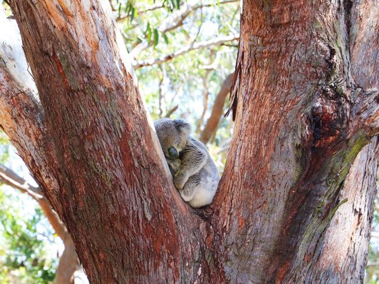 Sleepy Koala in Tree V