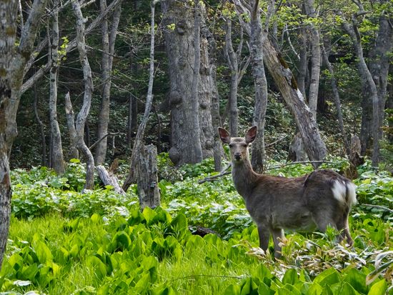 鹿_初夏_水芭蕉と鹿
