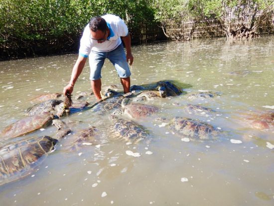 タンジュン・ブノアでマリンスポーツ体験！シュノーケリングやグラスボトムボート、タートルアイランドなど選べる各種アクティビティ