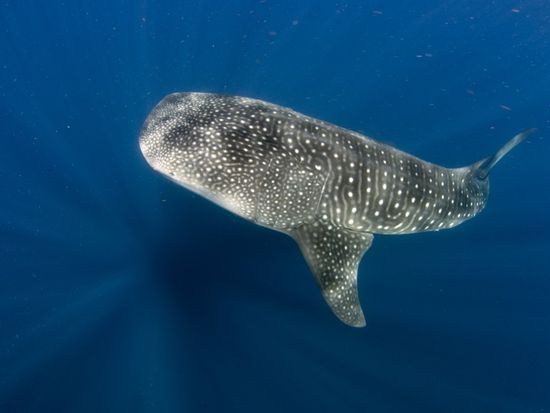 c1560367-f7de-42e7-a1c2-66ae7cf92992