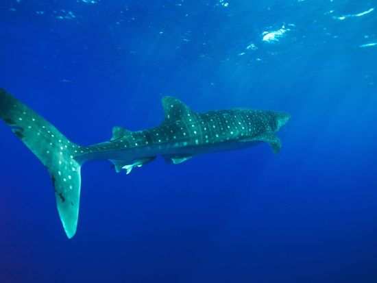 1e324187-a30c-4233-9630-2c99a0635b5e