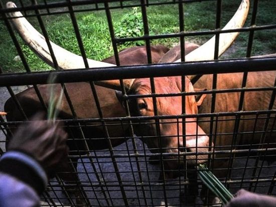 ウブド名所巡り＋バリサファリ1日ツアー　ゴアガジャ＋アラスハルム＋ウブド散策 ナイトサファリジャーニー＜昼食および夕食付き／日本語ガイド／シャトル乗り放題付き＞