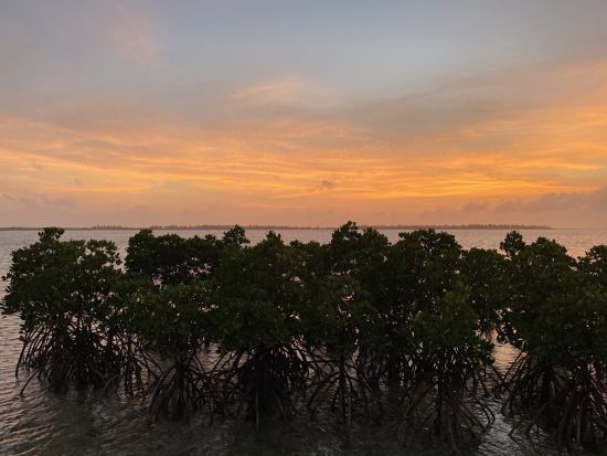 島尻マングローブカヤックツアー！ガイド歴28年のたっちゃんがご案内 宮古諸島最大規模の自然を探検＜午前・午後／2時間／3歳～／宮古島＞