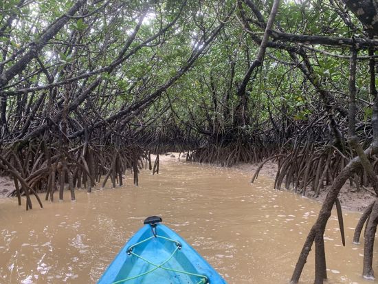 島尻マングローブカヤックツアー！ガイド歴28年のたっちゃんがご案内 宮古諸島最大規模の自然を探検＜午前・午後／2時間／3歳～／宮古島＞