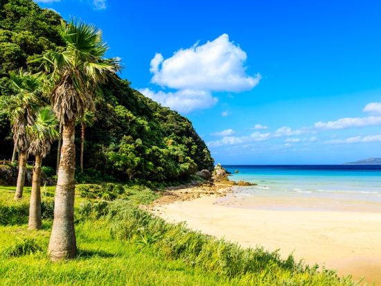 【アルファード利用】貸切観光タクシー　朝ドラロケ地巡り6時間コース　大浜アコウの木＋富江黒瀬漁港＋大瀬崎灯台＋高浜海水浴場など＜福江島・五島市＞by五島タクシー