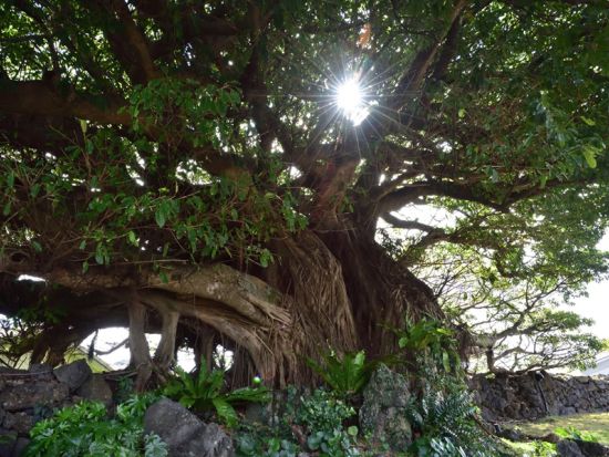 【アルファード利用】貸切観光タクシー　朝ドラロケ地巡り6時間コース　大浜アコウの木＋富江黒瀬漁港＋大瀬崎灯台＋高浜海水浴場など＜福江島・五島市＞by五島タクシー