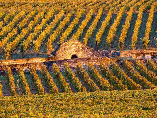 Morning_in_C_te_de_Beaune.1