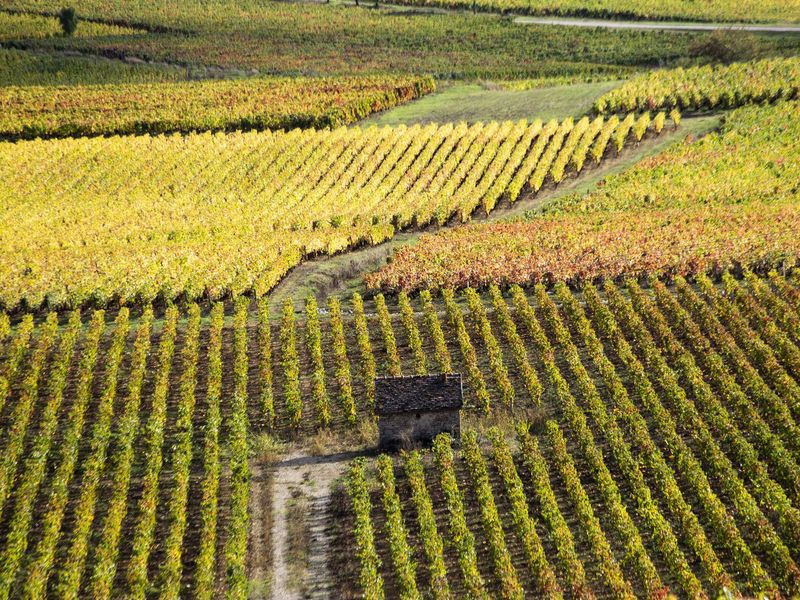 Morning_in_C_te_de_Beaune.2
