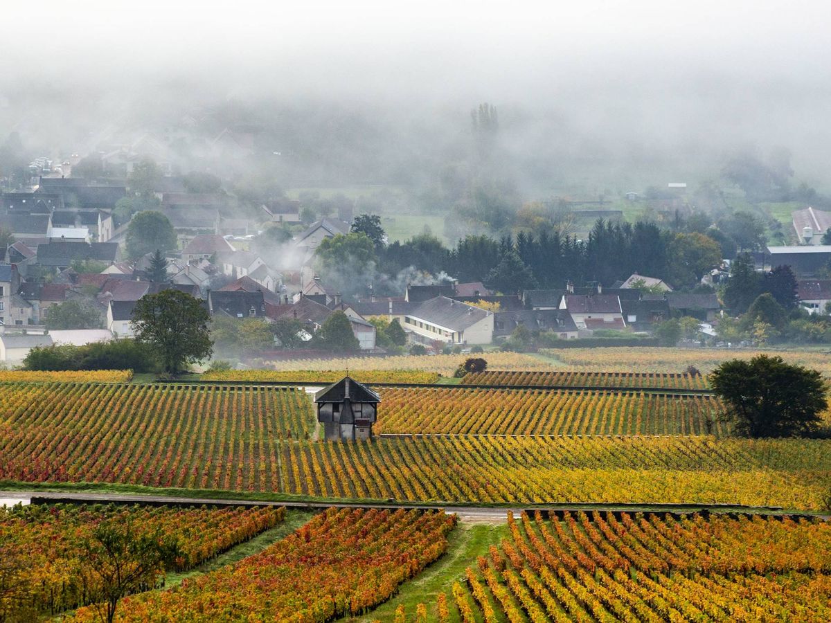 ブルゴーニュ地方 ワインツアー コート・ド・ニュイ地区 試飲付き
