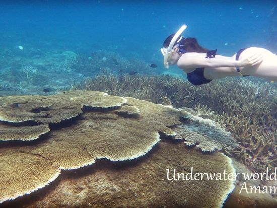 奄美大島でスキンダイビング: 奄美ブルーを満喫！（半日 or 1日）＜笠利町＞ by 奄美大島ウェルネス&アドベンチャーUNIMARE