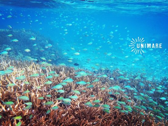 奄美大島でスキンダイビング: 奄美ブルーを満喫！（半日 or 1日）＜笠利町＞ by 奄美大島ウェルネス&アドベンチャーUNIMARE