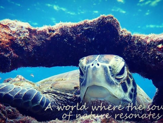 奄美大島でスキンダイビング: 奄美ブルーを満喫！（半日 or 1日）＜笠利町＞ by 奄美大島ウェルネス&アドベンチャーUNIMARE