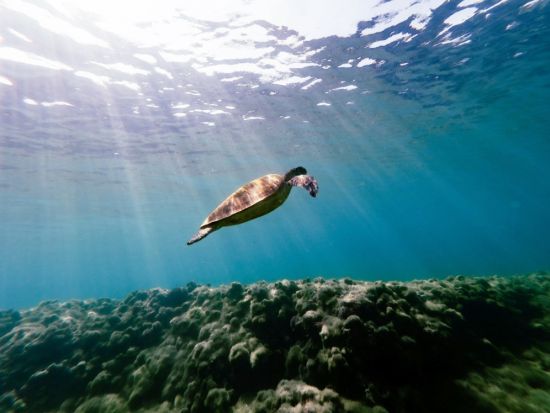 【ビジター専用】ボートシュノーケリング体験 カラフルな熱帯魚に出会える 乗船5分＆手ぶらでOK＜6歳～／最大8名／乗合／石垣島マエサトビーチ＞