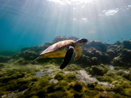 【ビジター専用】ビーチシュノーケリング体験 ANAインターコンチネンタル石垣リゾート目の前のビーチで気軽に楽しめる 手ぶらでOK＜6歳～／石垣島マエサトビーチ＞