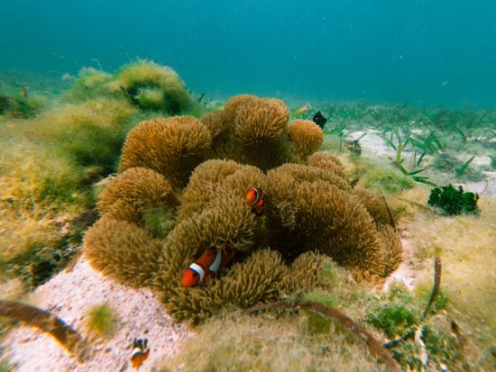 【ビジター専用】ボートシュノーケリング体験 カラフルな熱帯魚に出会える 乗船5分＆手ぶらでOK＜6歳～／最大8名／乗合／石垣島マエサトビーチ＞