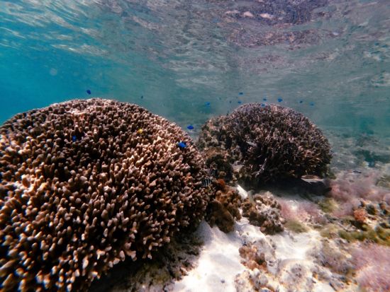 【ご宿泊者専用】ビーチシュノーケリング体験 ANAインターコンチネンタル石垣リゾート目の前のビーチで気軽に楽しめる 手ぶらでOK＜6歳～／石垣島マエサトビーチ＞