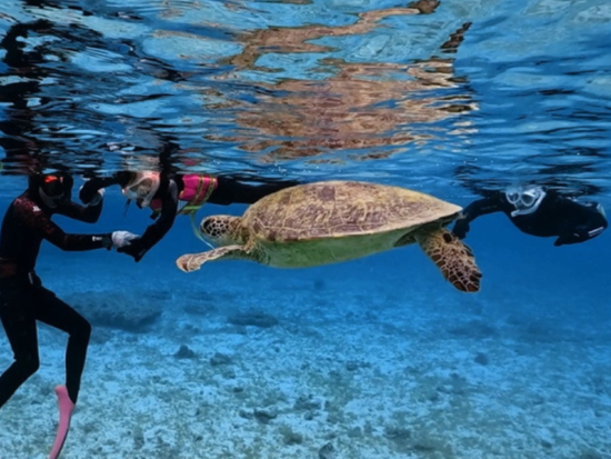 【ファミリー貸切】ウミガメシュノーケリング体験ツアー！水中動画無料プレゼント！遭遇率99.8%* 奄美の海で特別な思い出を＜約3時間＞byダイブセンターOKKY