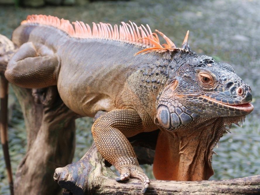 バリ爬虫類公園（Bali Reptile Park）チケット事前予約 ワニやトカゲ