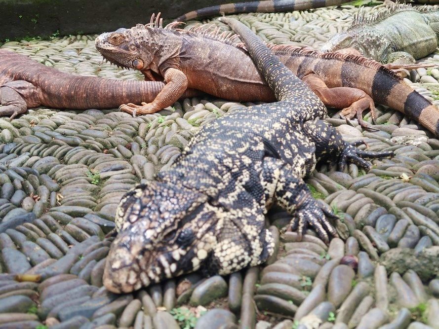 バリ爬虫類公園（Bali Reptile Park）チケット事前予約 ワニやトカゲ