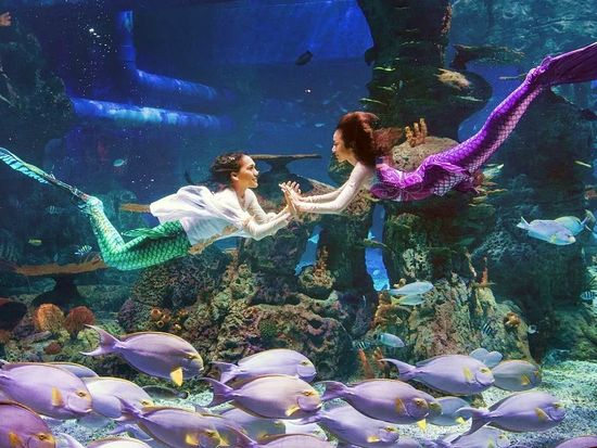 Pict - Jakarta Aquarium - 3