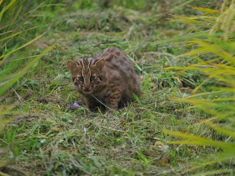 ヤマネコ里山ウォッチングツアー 夜の対馬でツシマヤマネコを探そう