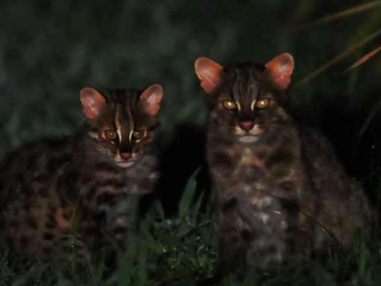 ヤマネコ里山ウォッチングツアー 夜の対馬でツシマヤマネコを探そう！農泊体験付きプラン（1泊2日2食付）もあり（7～9月、指定日限定）＜対馬市上県町＞
