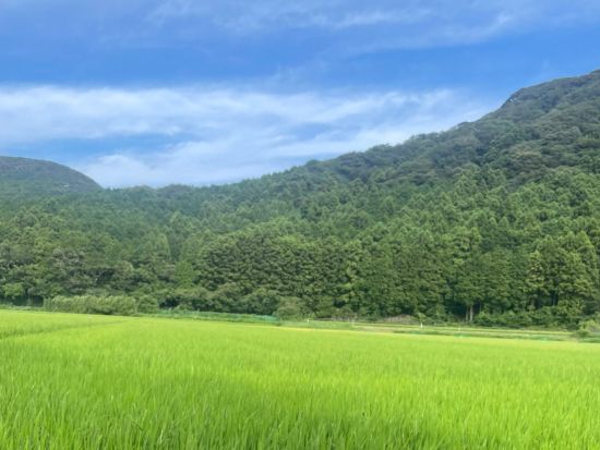 ヤマネコ里山ウォッチングツアー 夜の対馬でツシマヤマネコを探そう！農泊体験付きプラン（1泊2日2食付）もあり（7～9月、指定日限定）＜対馬市上県町＞