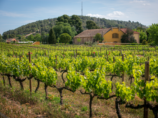 カタルーニャワインツアー　老舗ワイナリーを訪問 ＜4～10月／郷土料理ブランチ付き＆試飲付き／英語ガイド／バルセロナ発＞