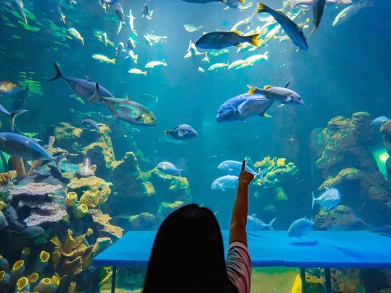 Pict - Sea World - 2_5_11zon