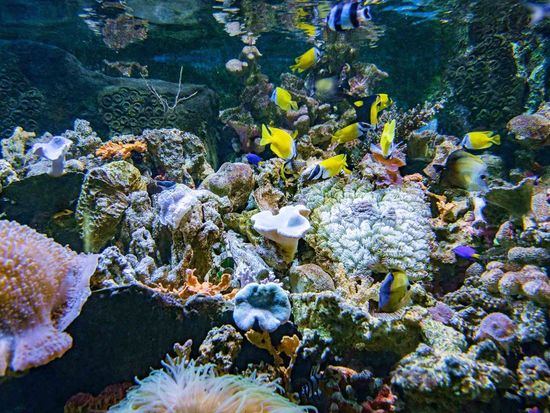 Pict - Sea World - 3_4_11zon