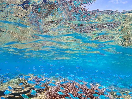 少人数制の八重干瀬シュノーケルツアー！船長の手作りランチ付き！水中写真データプレゼント＆djiカメラ無料貸出