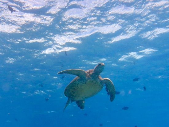 ハワイココスタイル_Umigame2