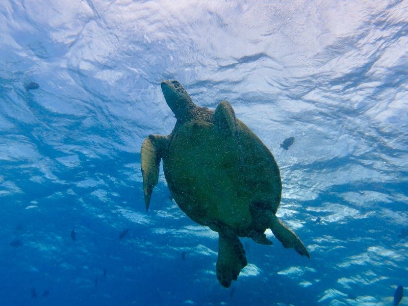 ハワイココスタイル_Umigame1