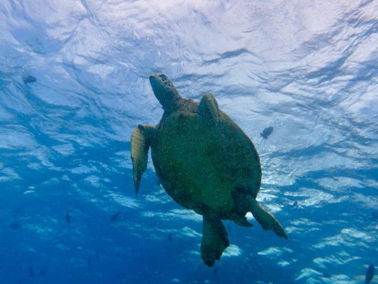 ウミガメシュノーケリング　最大6名までの少人数制で日本語インストラクターが丁寧にサポート　ウェットスーツ無料レンタル付き＜送迎付き／日本語インストラクター＞