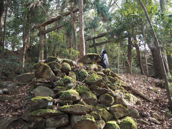 対馬・御岳トレッキングツアー ツシマヤマネコが棲む神秘の山へ！原始林と天然記念物の宝庫を歩く癒しの旅＜行動食・おやつ付／3時間＞