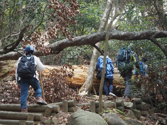 対馬・御岳トレッキングツアー ツシマヤマネコが棲む神秘の山へ！原始林と天然記念物の宝庫を歩く癒しの旅＜行動食・おやつ付／3時間＞