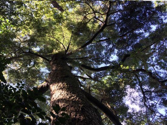 対馬・御岳トレッキングツアー ツシマヤマネコが棲む神秘の山へ！原始林と天然記念物の宝庫を歩く癒しの旅＜行動食・おやつ付／3時間＞