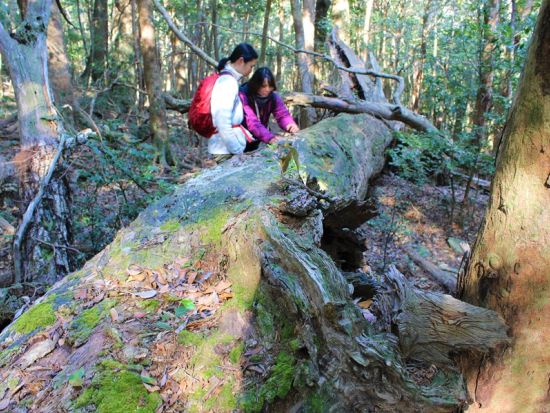 対馬の聖地 龍良山トレッキングツアー 天道信仰の聖地を訪れる神秘の森歩き＜行動食・おやつ付／5時間＞