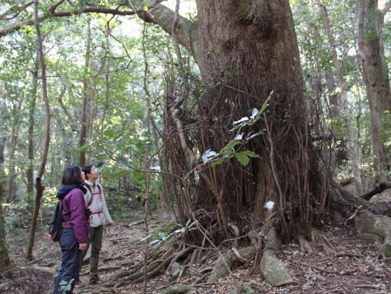 対馬の聖地 龍良山トレッキングツアー 天道信仰の聖地を訪れる神秘の森歩き＜行動食・おやつ付／5時間＞