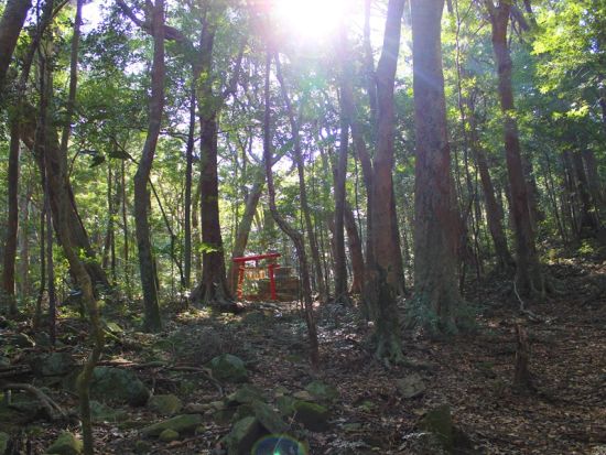 対馬の聖地 龍良山トレッキングツアー 天道信仰の聖地を訪れる神秘の森歩き＜行動食・おやつ付／5時間＞