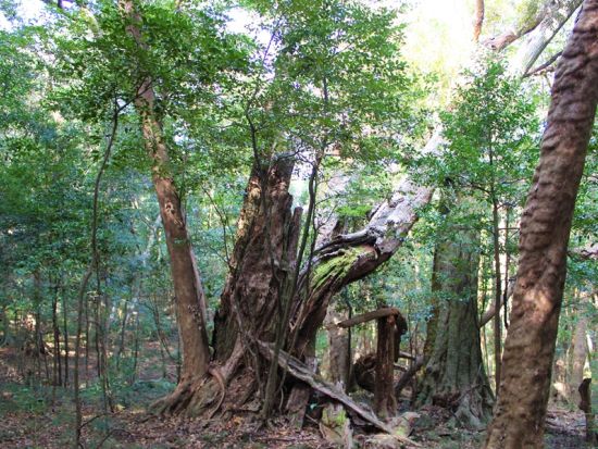 対馬の聖地 龍良山トレッキングツアー 天道信仰の聖地を訪れる神秘の森歩き＜行動食・おやつ付／5時間＞